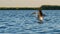 Common pelican on Danube delta