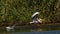 Common Pelican Flying Over The Danube Delta