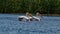 Common pelicans on Danube River