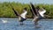 Common pelicans on Danube River