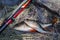 Common perch or European perch (Perca Fluviatilis) with float rod on black fishing net