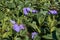 Common periwinkle Vinca minor with bright purple flowers amid ivy Hedera hibernica which is covering the ground