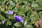 common periwinkle Vinca minor with bright purple flowers amid ivy Hedera hibernica which is covering the ground