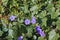 Common periwinkle Vinca minor with bright purple flowers amid ivy Hedera hibernica which is covering the ground