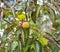 Common Persimmon tree (Diospyros virginiana)