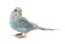 Common pet parakeet