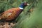 Common pheasant