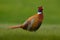 Common Pheasant, bird with long tail on the green grass meadow, animal in the nature habitat, Czech Republic