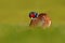 Common Pheasant, bird with long tail on the green grass meadow, animal in the nature habitat, France