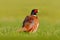 Common Pheasant, bird with long tail on the green grass meadow, animal in the nature habitat, Germany
