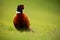 Common Pheasant, bird with long tail on the green grass meadow, animal in the nature habitat, wildlife scene from Germany with