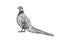Common pheasant bird sketch vector illustration