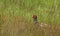 Common Pheasant in the grass