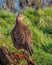 Common Pheasant Hen at rest - Phasianus colchicus