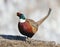 Common Pheasant on hill