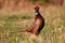 Common pheasant lekking on field in springtime nature