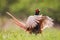 Common pheasant male calling during breeding season