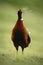 Common Pheasant on the meadow with open beak and the steam