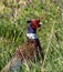 Common Pheasant in open terrain on southern Oland, Sweden