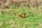 Common pheasant , Phasianidae, male, in a field