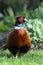 Common pheasant, phasianus colchicus