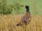 Common Pheasant (Phasianus Colchicus)