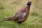 Common Pheasant - (Phasianus colchicus)