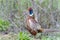 Common pheasant, phasianus colchicus