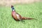 Common Pheasant ( Phasianus colchicus )