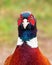 Common Pheasant - Phasianus colchicus face on portrait.