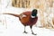 Common Pheasant, Phasianus colchicus. On a frosty winter morning, a bird stands in the snow