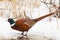 Common Pheasant, Phasianus colchicus. On a frosty winter morning, a bird stands in the snow and eats plant seeds