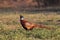 Common Pheasant (Phasianus colchicus) male