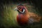 Common Pheasant (Phasianus Colchicus) Portrait on Grassland, Ai Generative