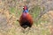 common pheasant & x28;Phasianus colchicus& x29; Texel, Holland