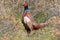 common pheasant & x28;Phasianus colchicus& x29; Texel, Holland