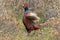 common pheasant & x28;Phasianus colchicus& x29; Texel, Holland