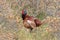 common pheasant (Phasianus colchicus) Texel, Holland