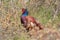 common pheasant & x28;Phasianus colchicus& x29; Texel, Holland