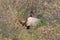 common pheasant & x28;Phasianus colchicus& x29; Texel, Holland