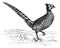 Common Pheasant or Phasianus colchicus, vintage engraving