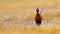 Common pheasant walking on poured river in autumn.