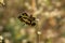 Common picture wing, female, Rhyothemis variegata, Amravati