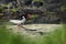 Common pied oystercatcher