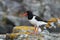 Common pied oystercatcher