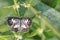 Common Pierrot butterfly Castalius rosimon