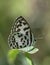Common pierrot butterfly on the edge of leaf
