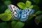 Common Pierrot Butterfly Insect Alight on Leaves with Beautiful Blue Wings