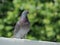 Common Pigeon bird. City, urban birds.