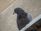 Common pigeon looking down at the camera